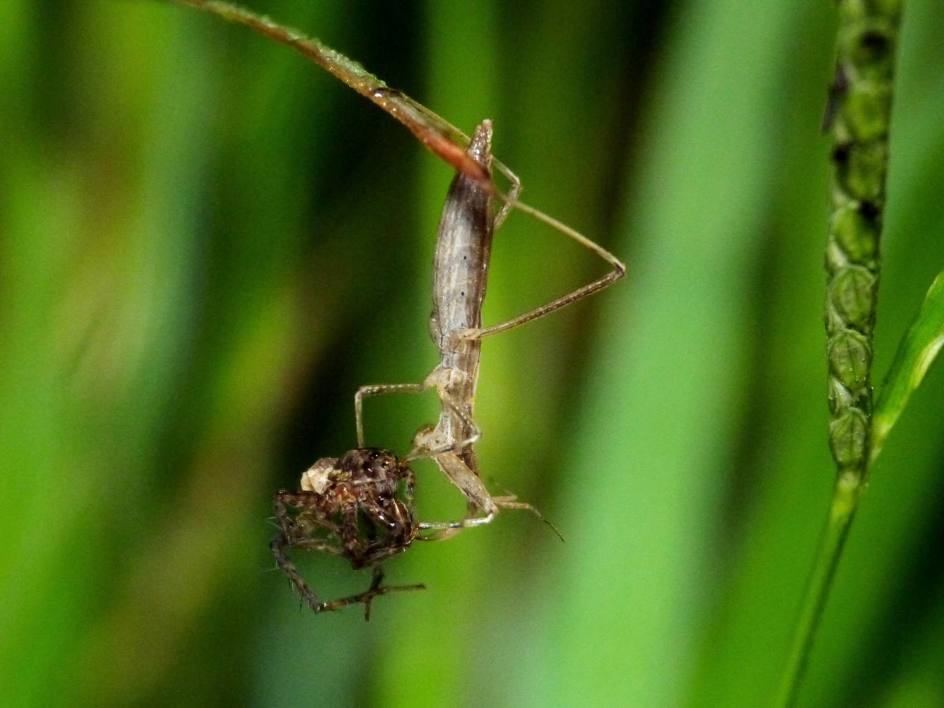 Reduviidae: Sastrapada baerensprungli, predatori di ragni